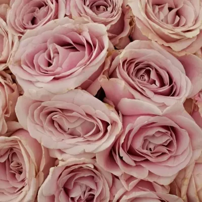 Kytice 35 růžových růží AVALANCHE PINK+ 60cm