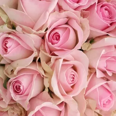 Kytice 35 růžových růží AVALANCHE SORBET+