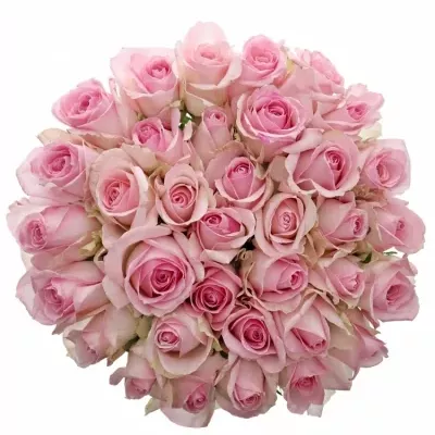 Kytice 35 růžových růží AVALANCHE SORBET+ 50cm