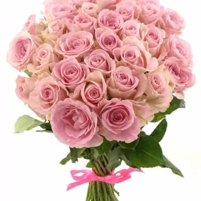 Kytice 35 růžových růží BABYFACE 40cm