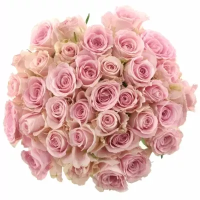 Kytice 35 růžových růží BABYFACE 80cm