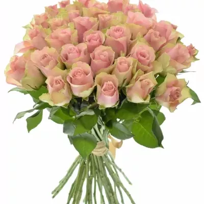 Kytice 35 růžových růží BELLE ROSE 50cm