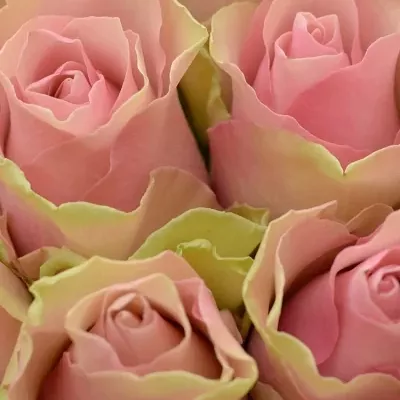 Kytice 35 růžových růží BELLE ROSE 50cm