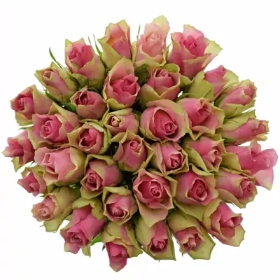 Kytice 35 růžových růží BELLEVUE 40cm