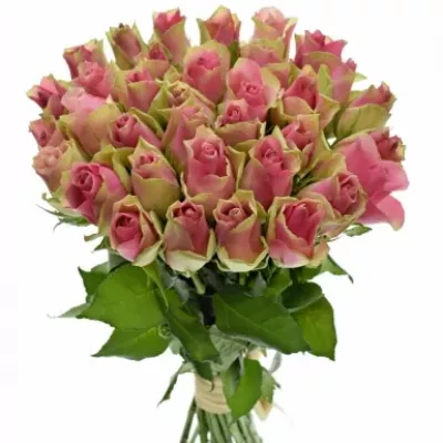 Kytice 35 růžových růží BELLEVUE 40cm