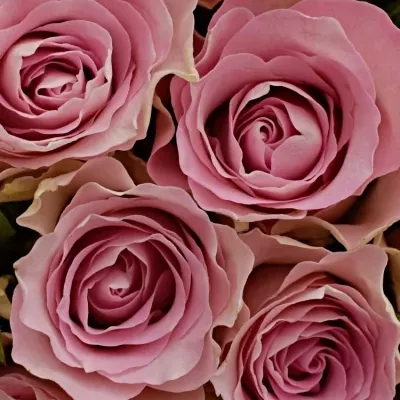 Kytice 35 růžových růží BISOU 40cm 