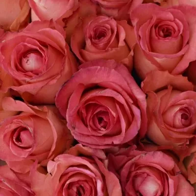 Kytice 35 růžových růží BRENDT 50cm