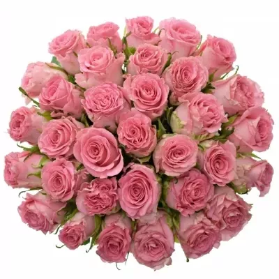 Kytice 35 růžových růží CANDACY+