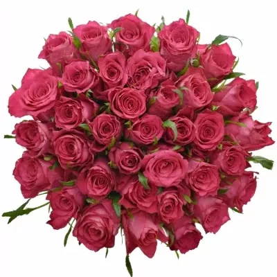 Kytice 35 růžových růží CANDIDATE! 60cm
