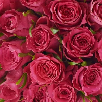 Kytice 35 růžových růží CANDIDATE!