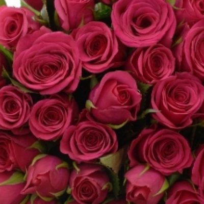 Kytice 35 růžových růží CERISE SUCCESS