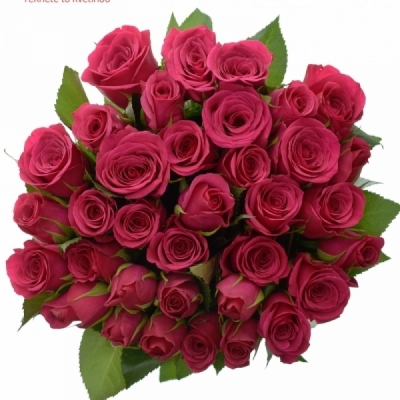 Kytice 35 růžových růží CERISE SUCCESS 100 cm