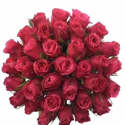 Kytice 35 růžových růží CHERRY O! 55cm