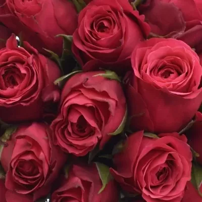 Kytice 35 růžových růží CHERRY O!