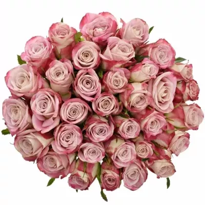 Kytice 35 růžových růží CLASSY ALISON