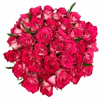 Kytice 35 růžových růží CROSSFIRE 50 cm