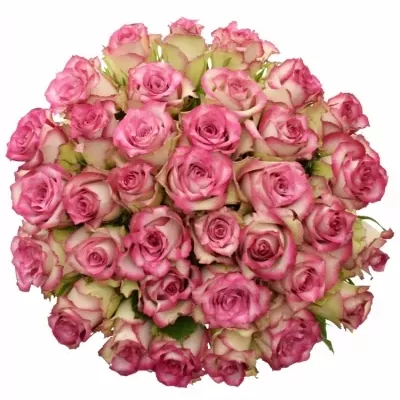 Kytice 35 růžových růží E-VENT 50cm