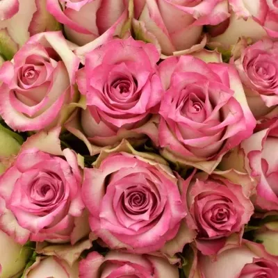 Kytice 35 růžových růží E-VENT
