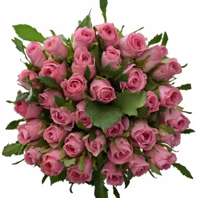 Kytice 35 růžových růží ELIZA 50cm