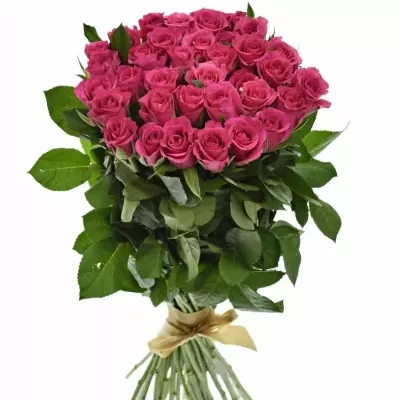 Kytice 35 růžových růží FRISBEE 40cm