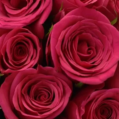 Kytice 35 růžových růží FUCHSIANA