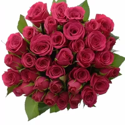 Jednodruhová kytice 35 růžových růží FUCHSIANA 60 cm