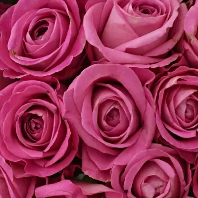 Kytice 35 růžových růží H3O 40cm