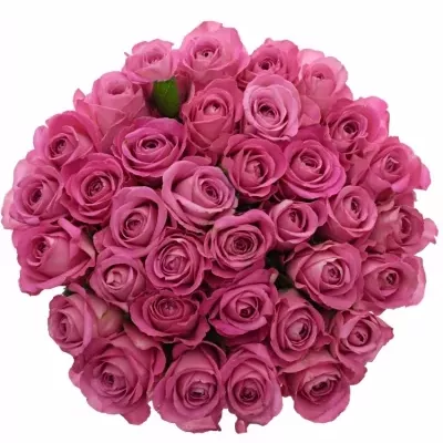 Kytice 35 růžových růží H3O 40cm