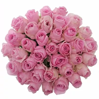 Jednodruhová kytice 35 růžových růží HEIDI! 50 cm