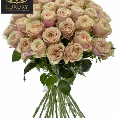  Kytice 35 růžových růží HELEN OF TROY 90cm 