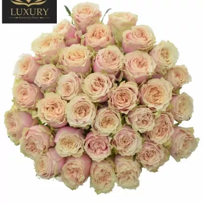  Kytice 35 růžových růží HELEN OF TROY 90cm 
