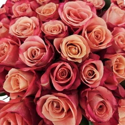 Kytice 35 růžových růží HELENE