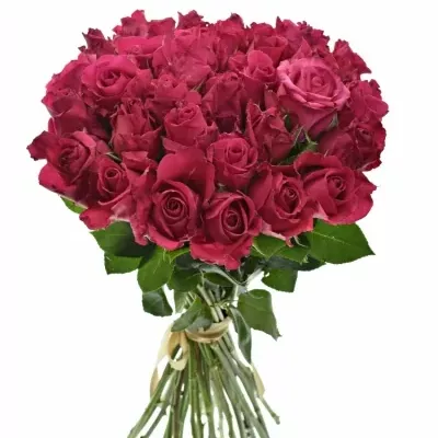 Kytice 35 růžových růží ISADORA 40cm