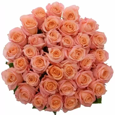 Jednodruhová kytice 35 růžových růží LADY MARGARET 60 cm