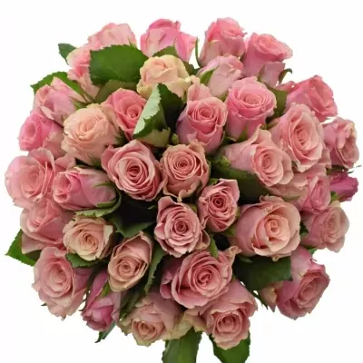 Kytice 35 růžových růží LIGHT PINK TACAZZI+ 40cm