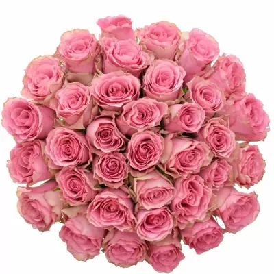 Kytice 35 růžových růží LOVELY RHODOS