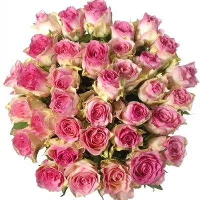 Kytice 35 růžových růží MALIBU 80cm