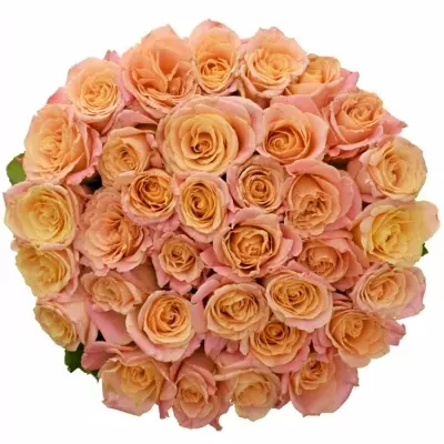Kytice 35 růžových růží MISS PIGGY