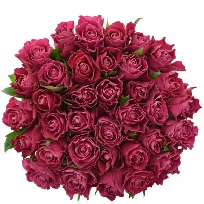 Jednodruhová kytice 35 růžových růží MOVIE STAR 50 cm