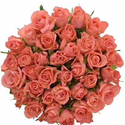 Kytice 35 růžových růží NANCY 50cm