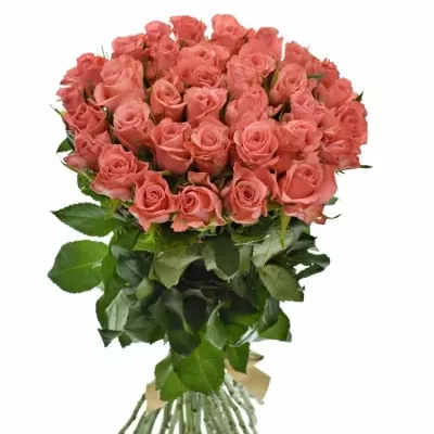 Kytice 35 růžových růží NANCY 50cm