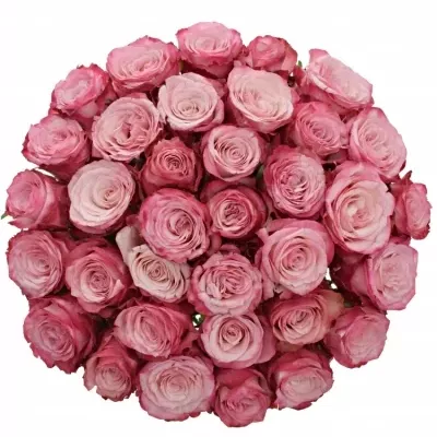 Kytice 35 růžových růží NO LIMIT 50cm