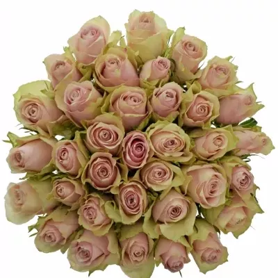 Kytice 35 růžových růží PINK ATHENA 50cm