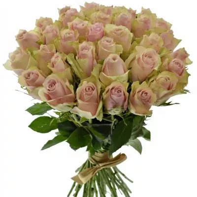 Kytice 35 růžových růží PINK ATHENA 40cm