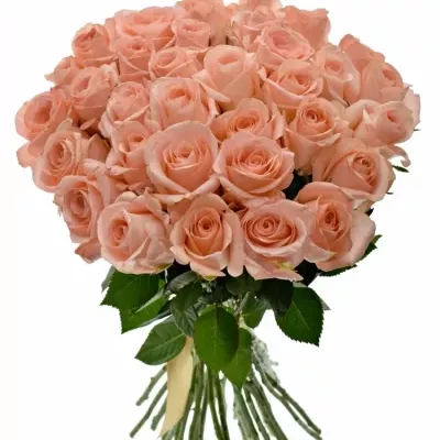 Kytice 35 růžových růží PINK PANASH 40cm