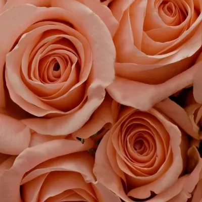 Kytice 35 růžových růží PINK PANASH 50cm