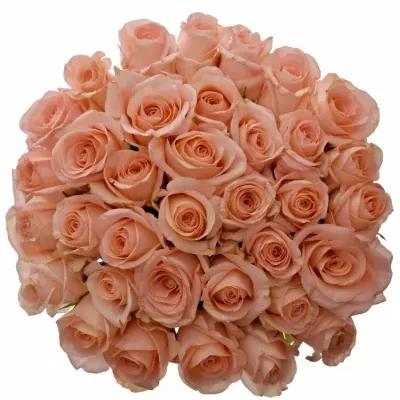 Kytice 35 růžových růží PINK PANASH 50cm