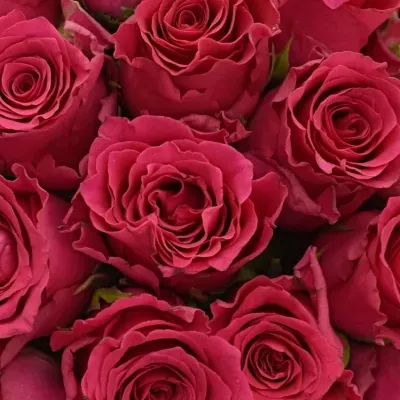 Kytice 35 růžových růží Pink Rhodos 40cm