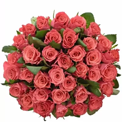 Kytice 35 růžových růží PINK TACAZZI