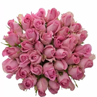 Kytice 35 růžových růží REVIVAL 60cm